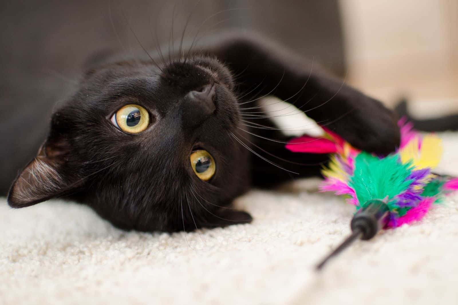 close-up photo of black cat lying on its back