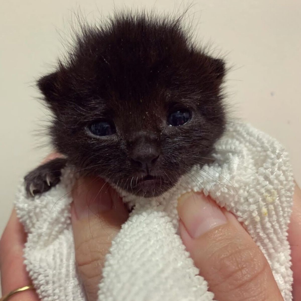 close-up photo of black kitten