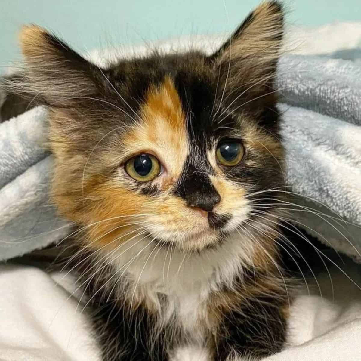 close-up photo of calico cat