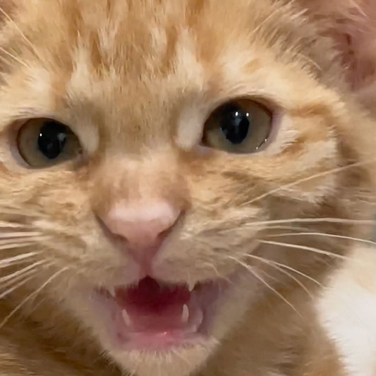 close-up photo of cat hissing