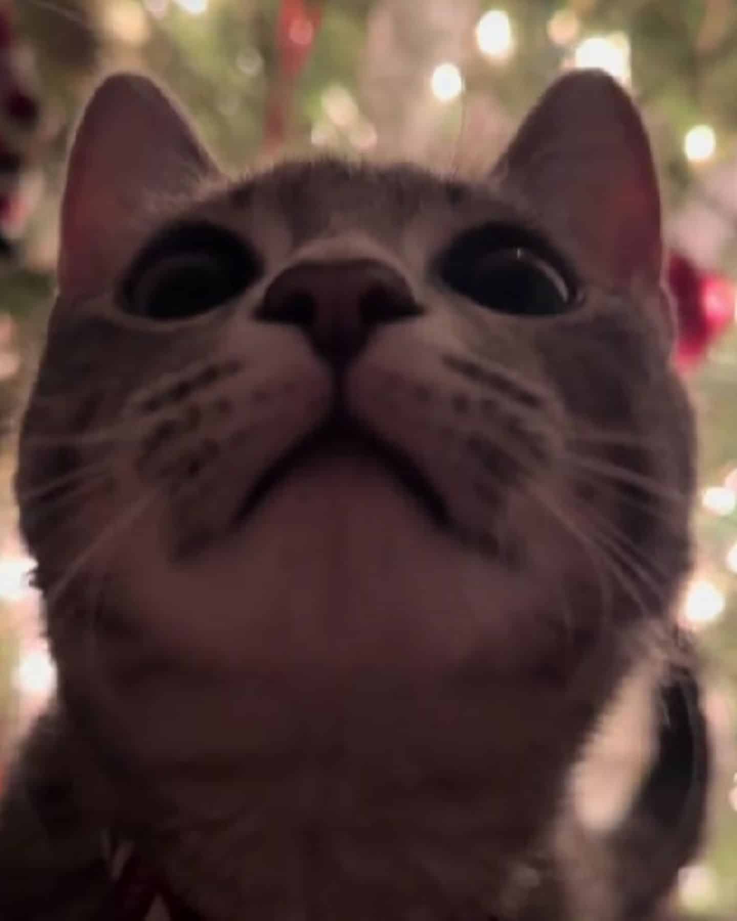 close-up photo of cat looking up