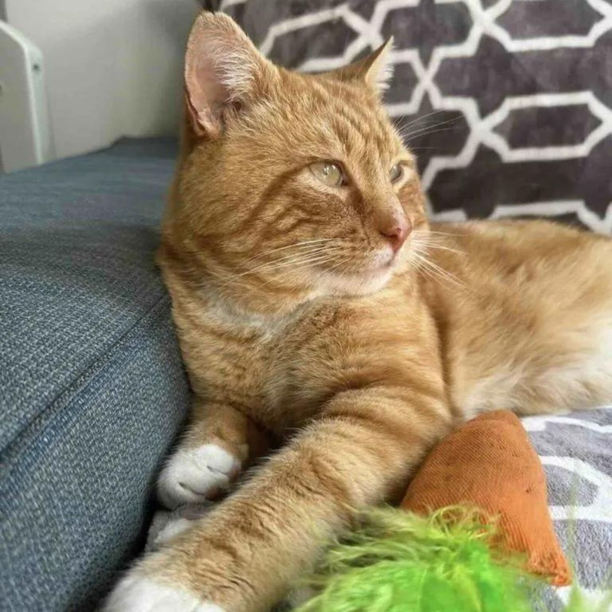 close-up photo of cat lying on couch