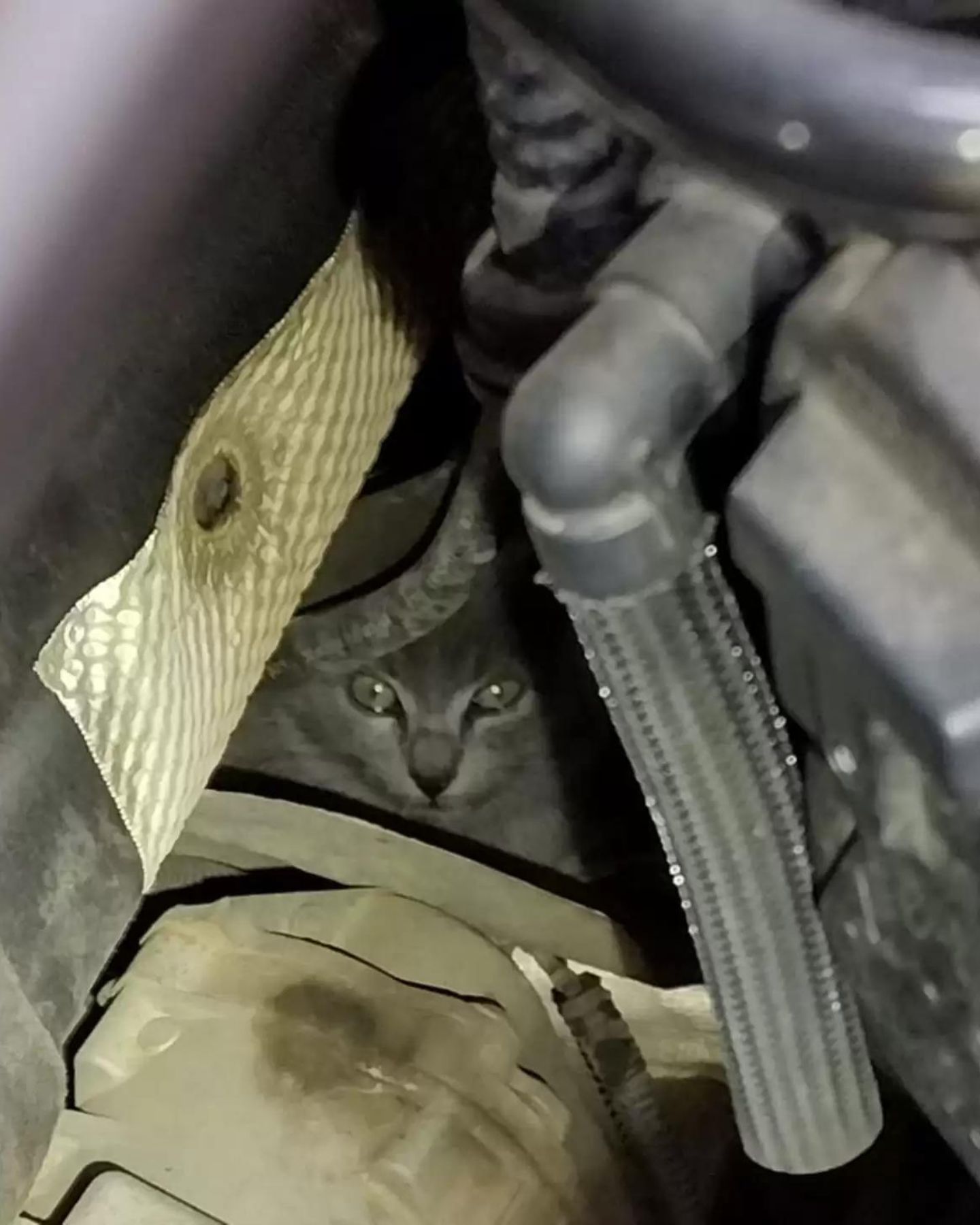 close-up photo of cat under the hood