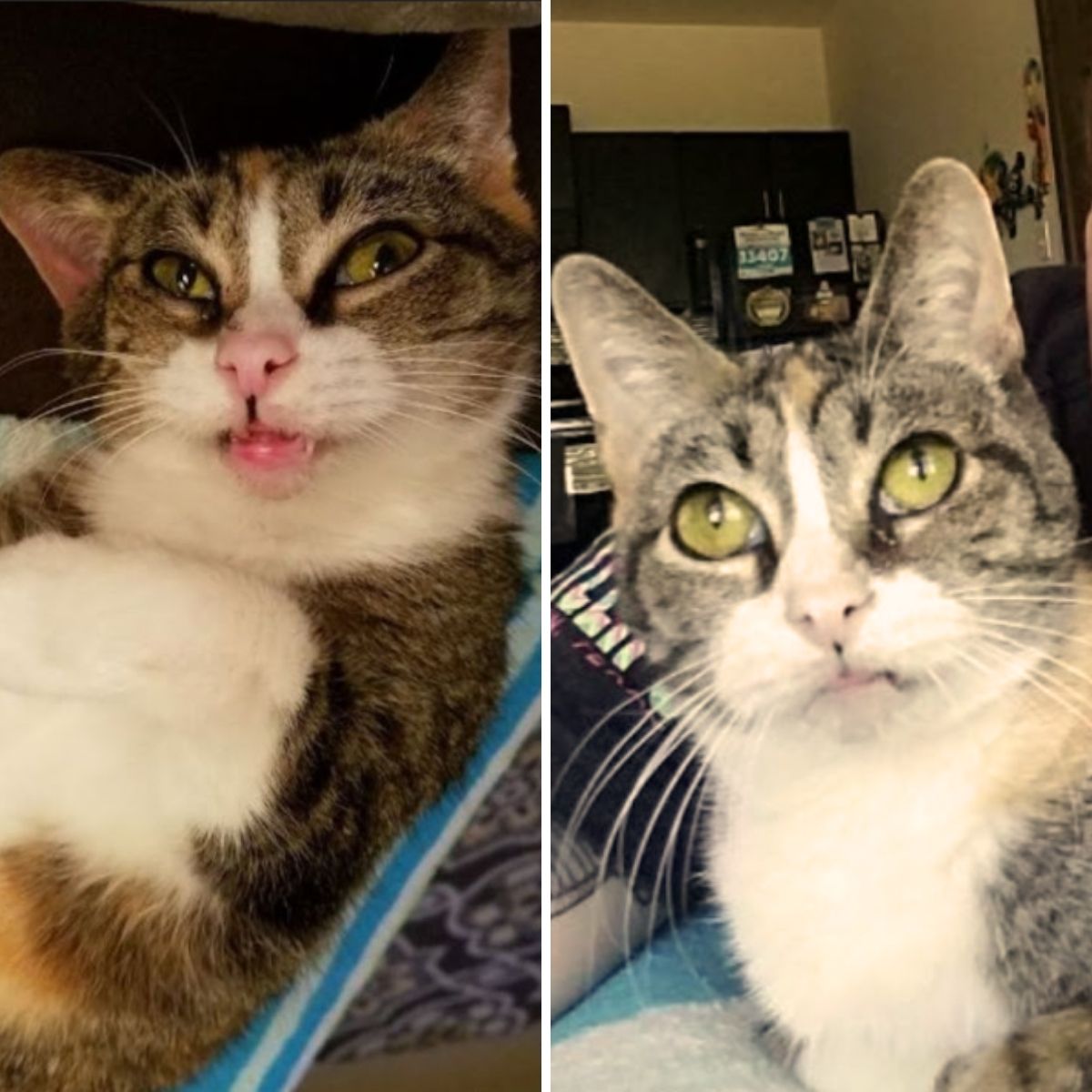 close-up photo of deaf cat