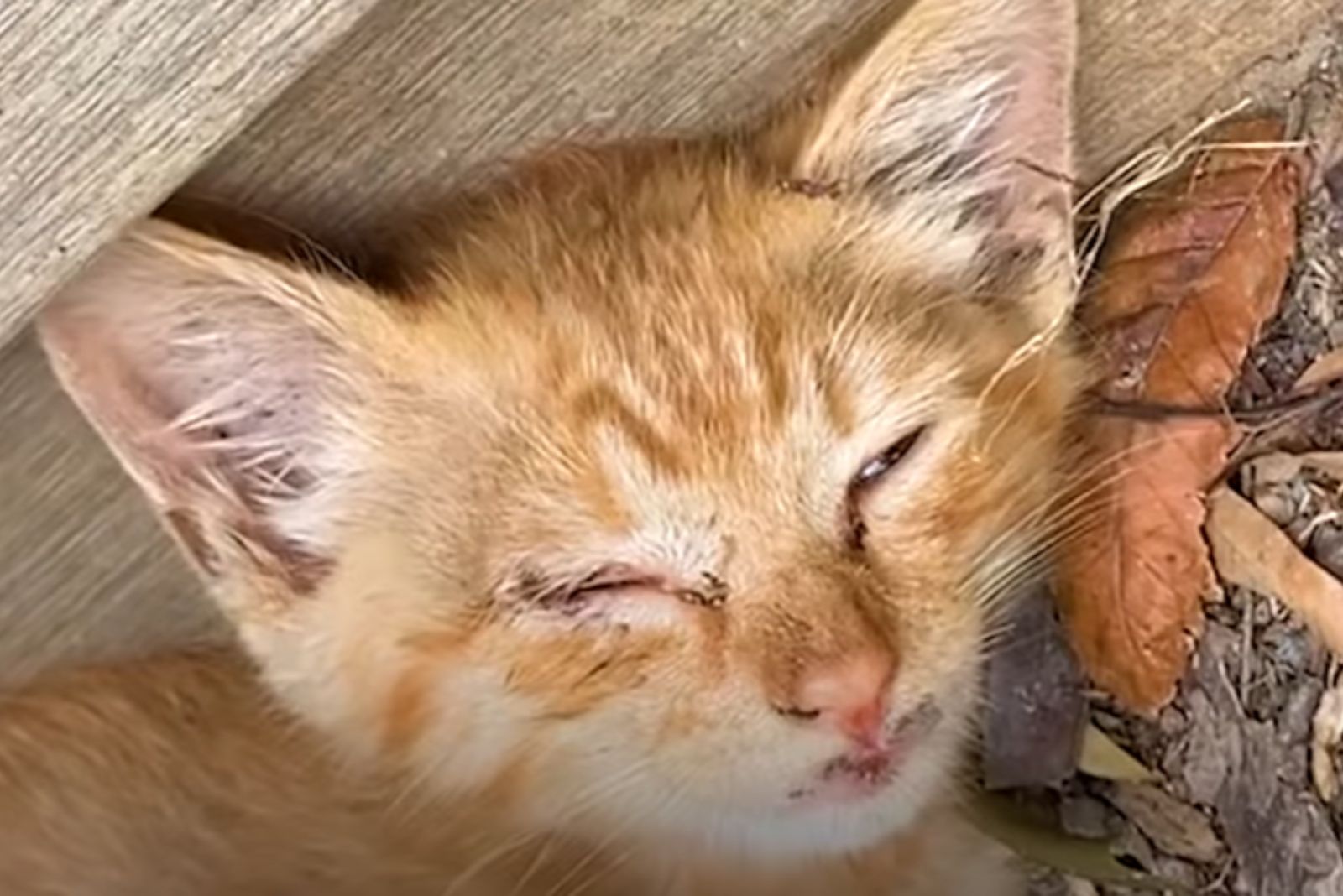 close-up photo of ginger kitten