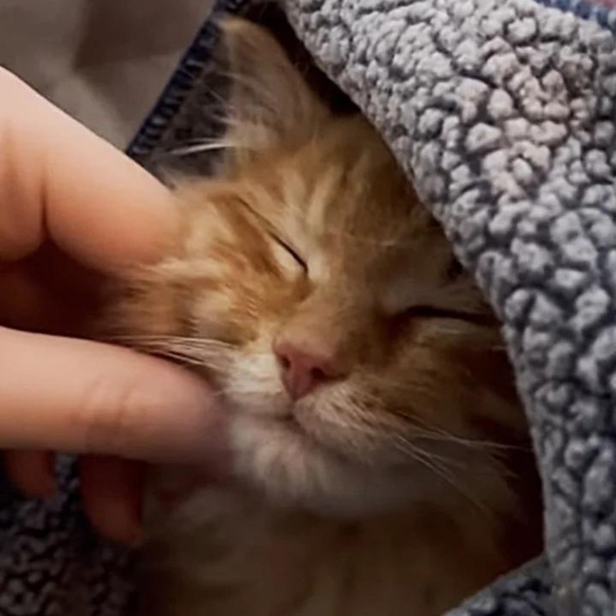 close-up photo of hand petting the kitten