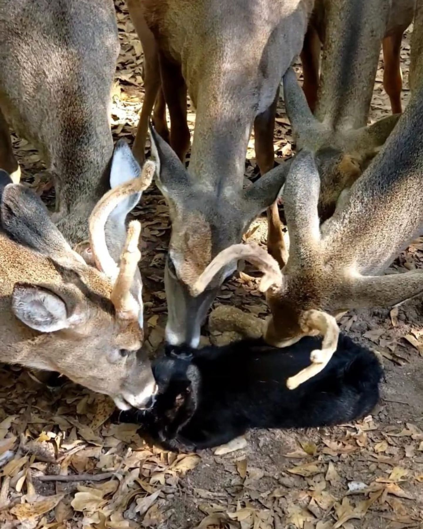 close-up photo of heard of deer licking a cat