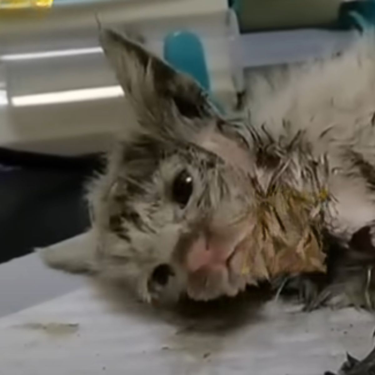 close-up photo of kitten covered in mud