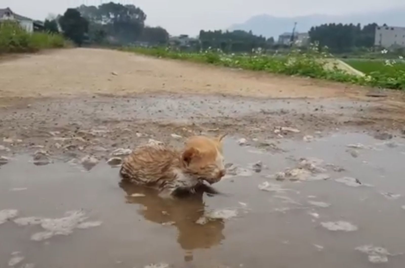 close-up photo of kitten in a puddle