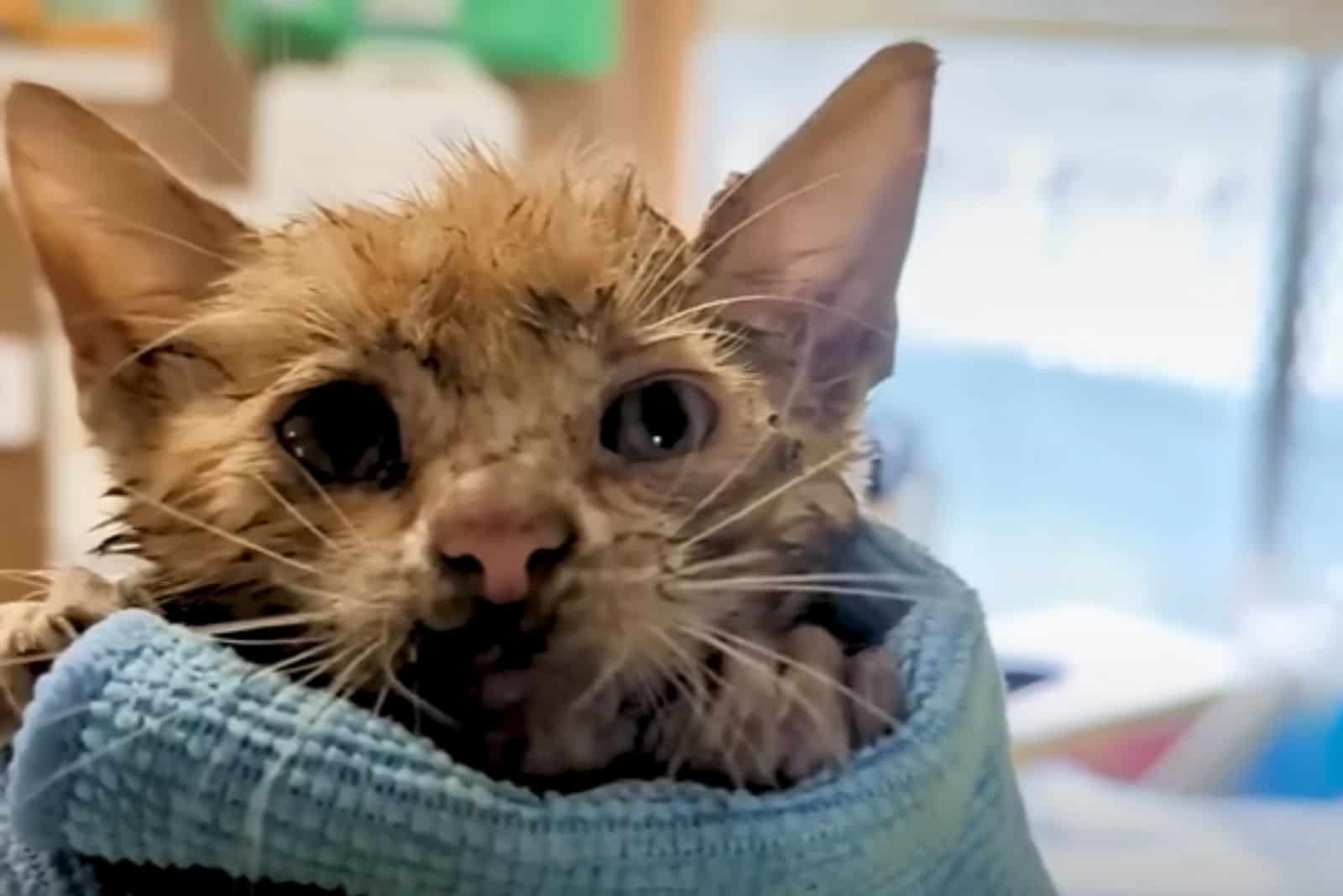 close-up photo of saved kitten