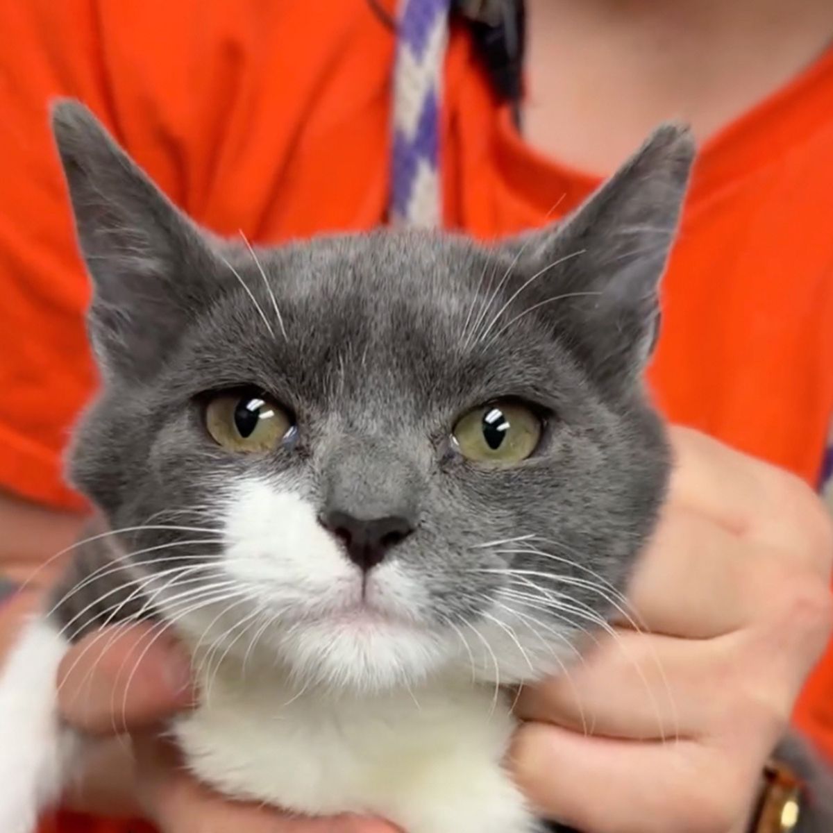 close-up photo of shelter cat