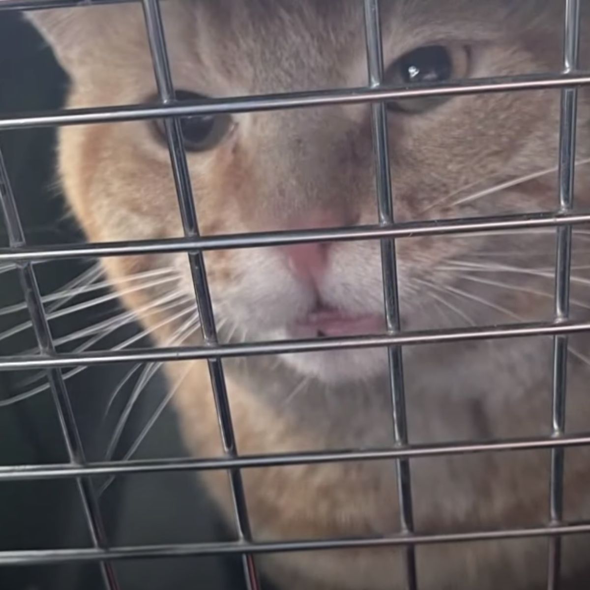 close-up photo of stray cat in a kennel