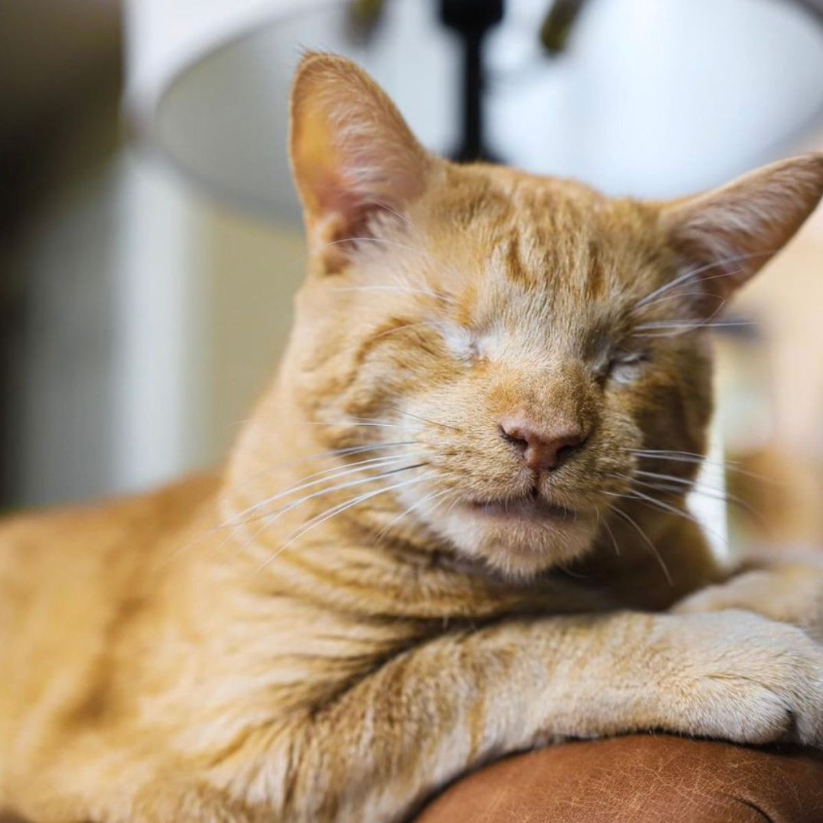 close-up photo of the blind cat