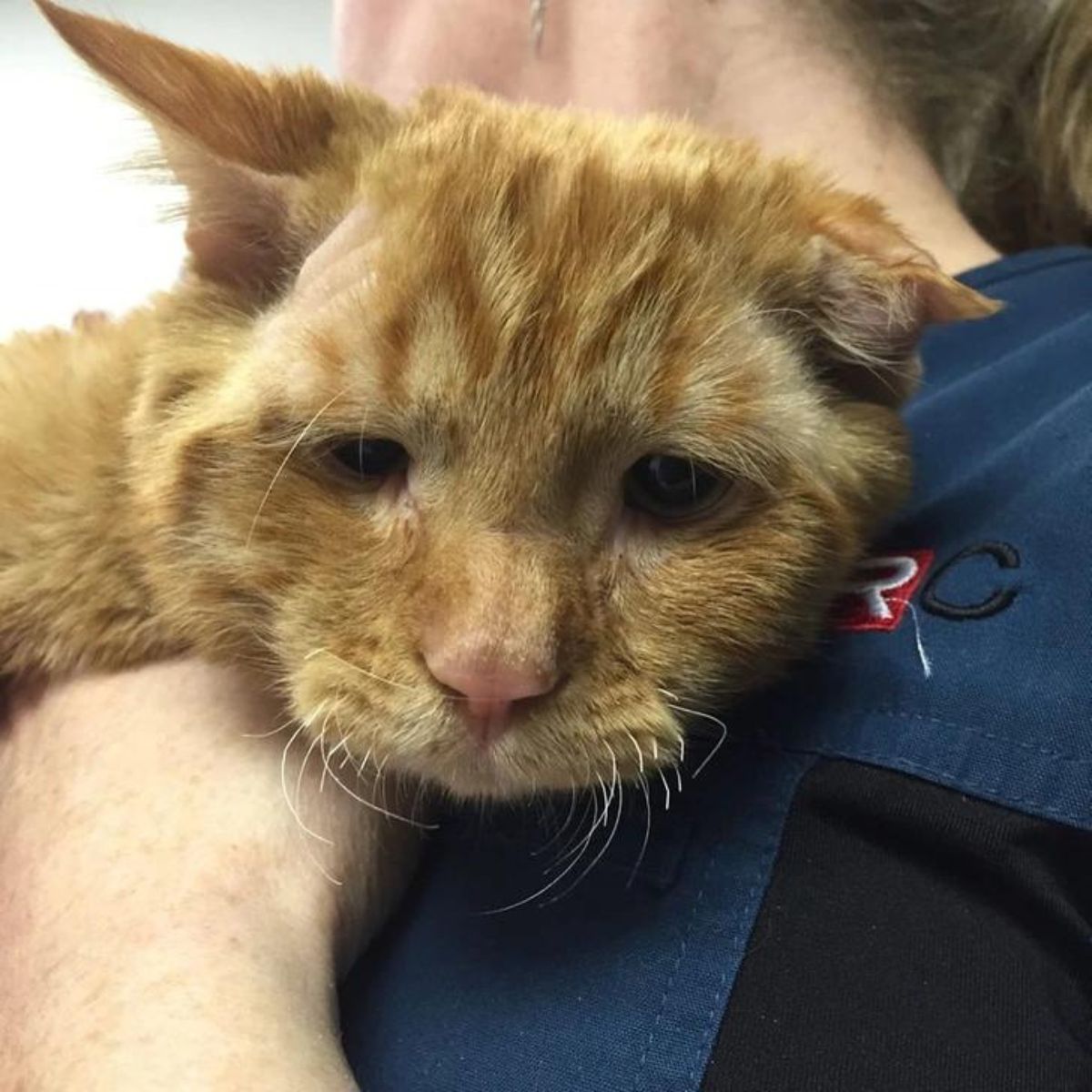 close-up photo of the sad shelter cat