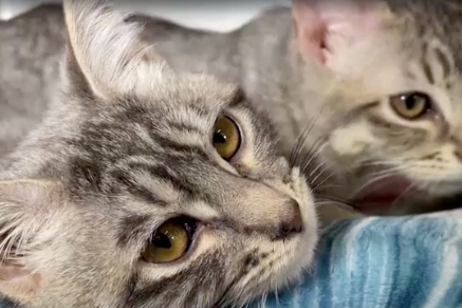 close-up photo of two kittens