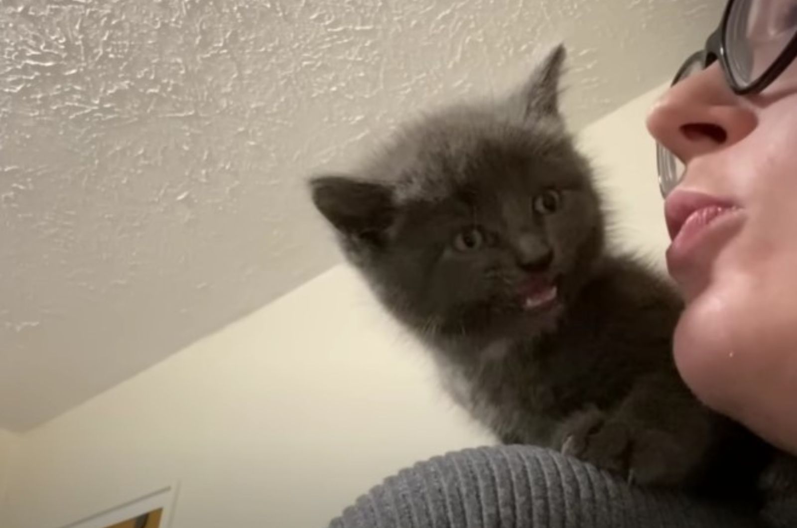 close-up photo of woman and kitten