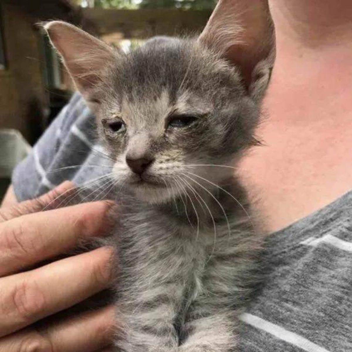 close-up photo of woman holding a cat