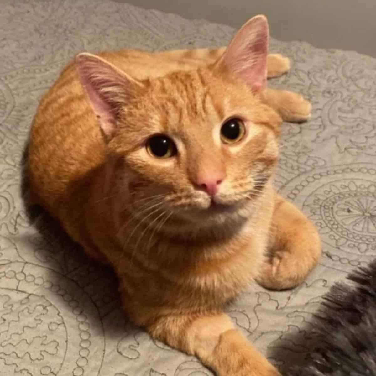 close view of cute ginger cat