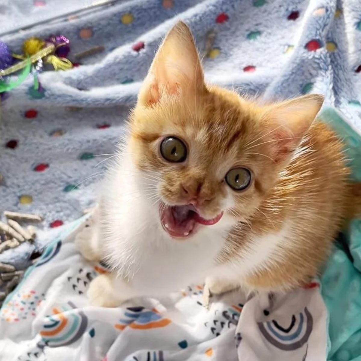 close view of ginger kitten