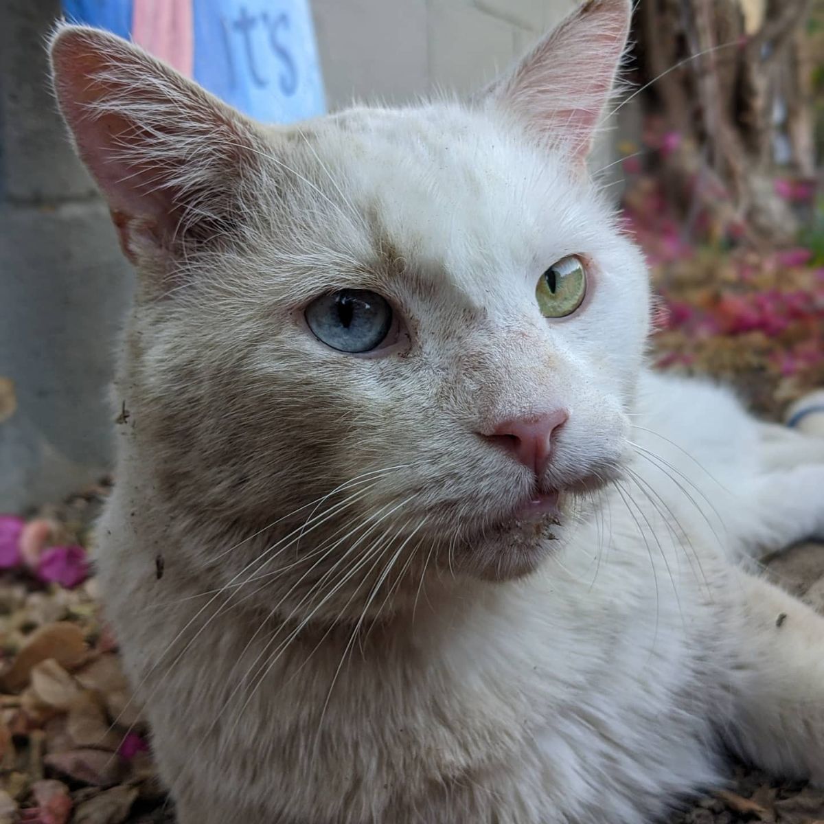 close view of white cat