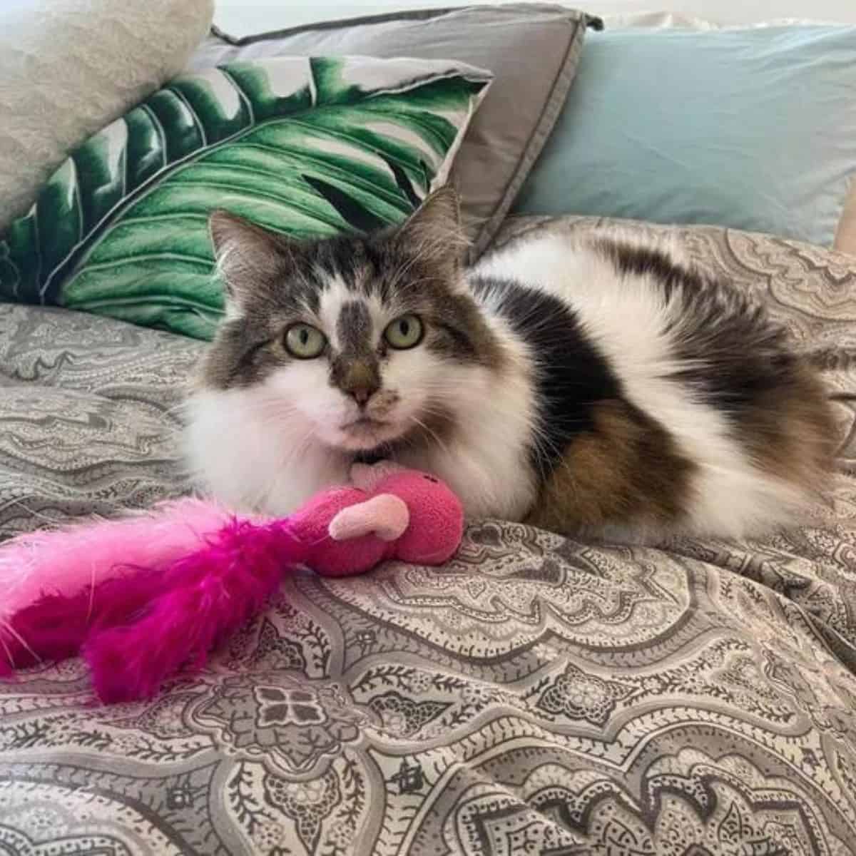 colorful cat lies on the bed