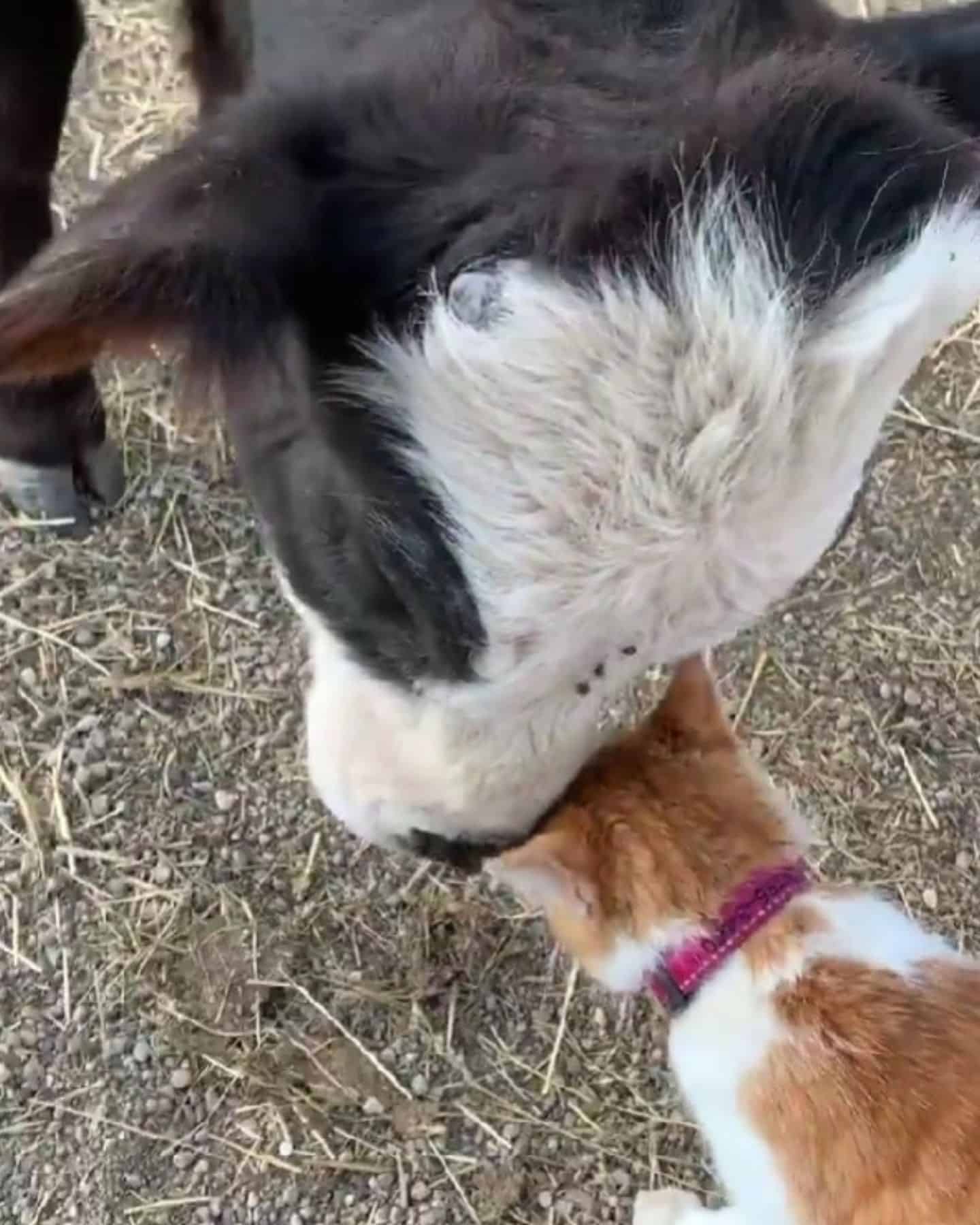 cow and cat headbutting