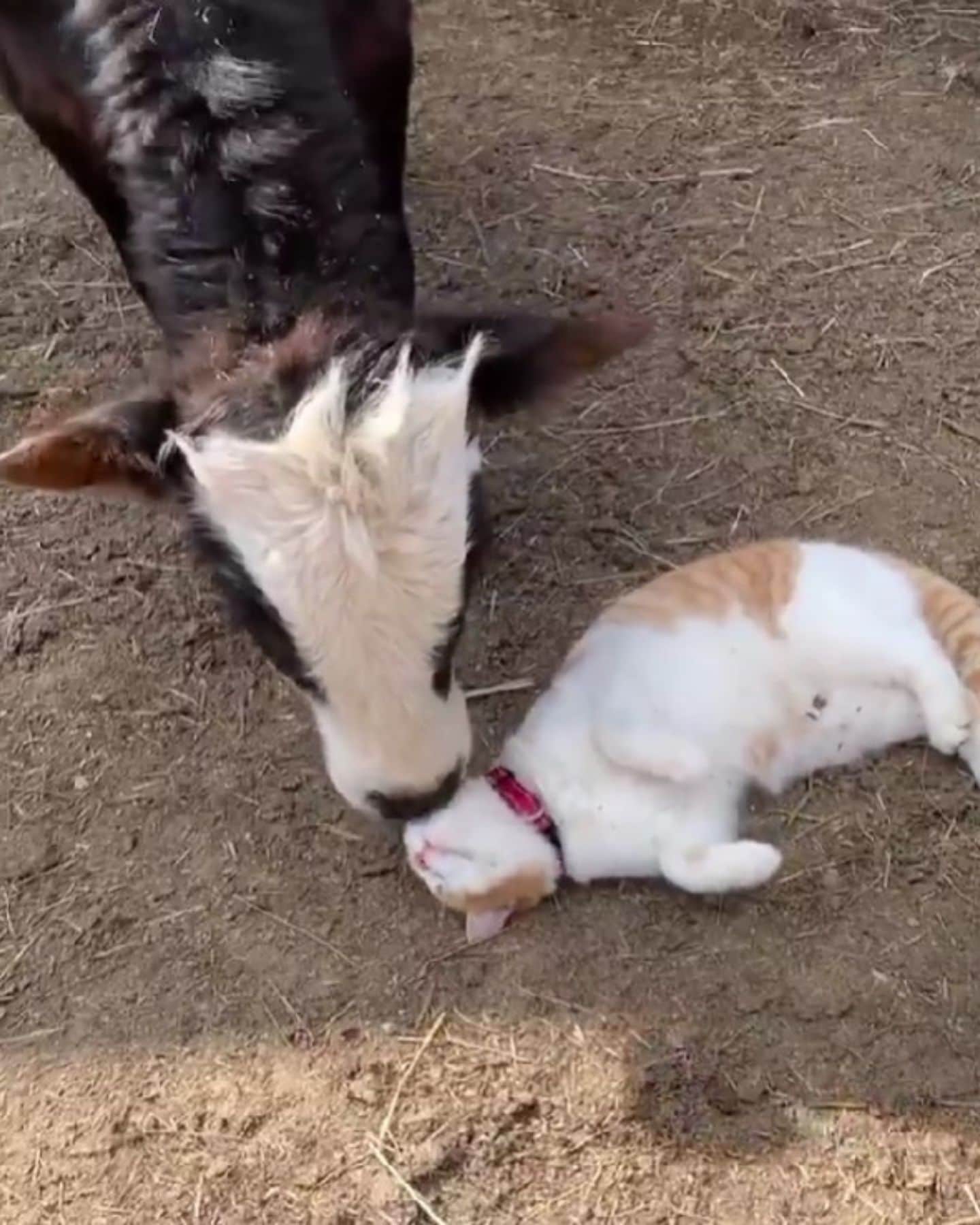 cow and cat playing together