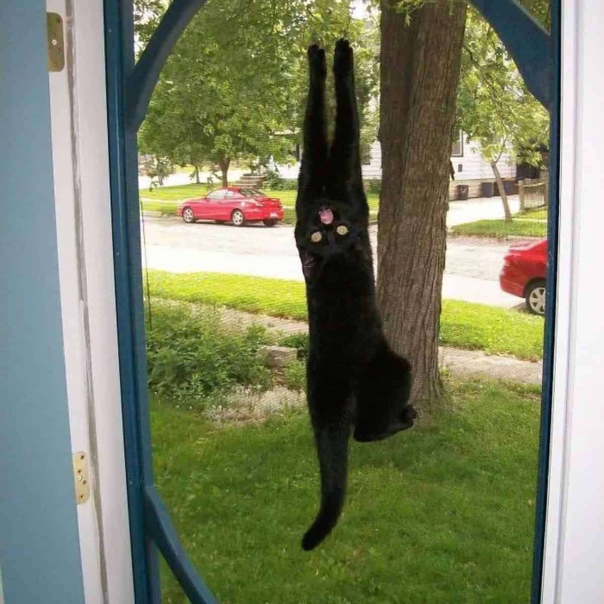 cursed cat