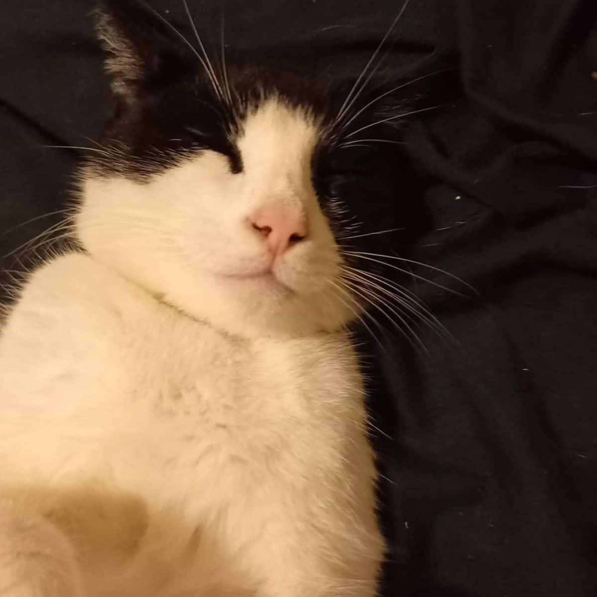 cute black and white cat sleeping