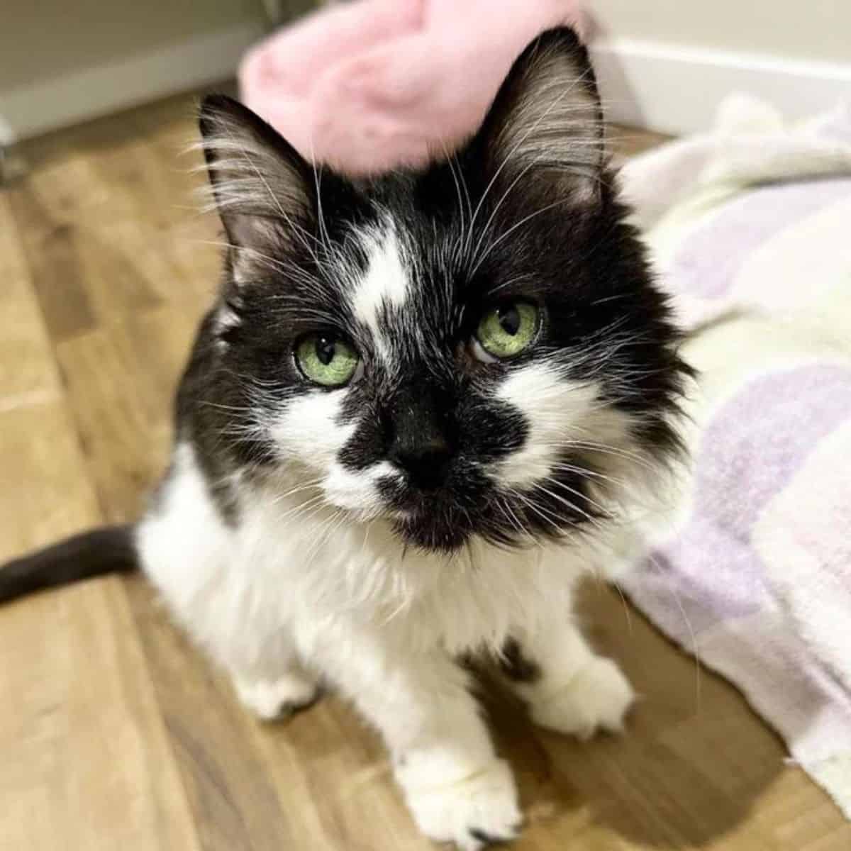 cute black and white cat