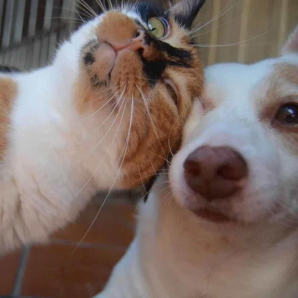 cute cat and cute dog