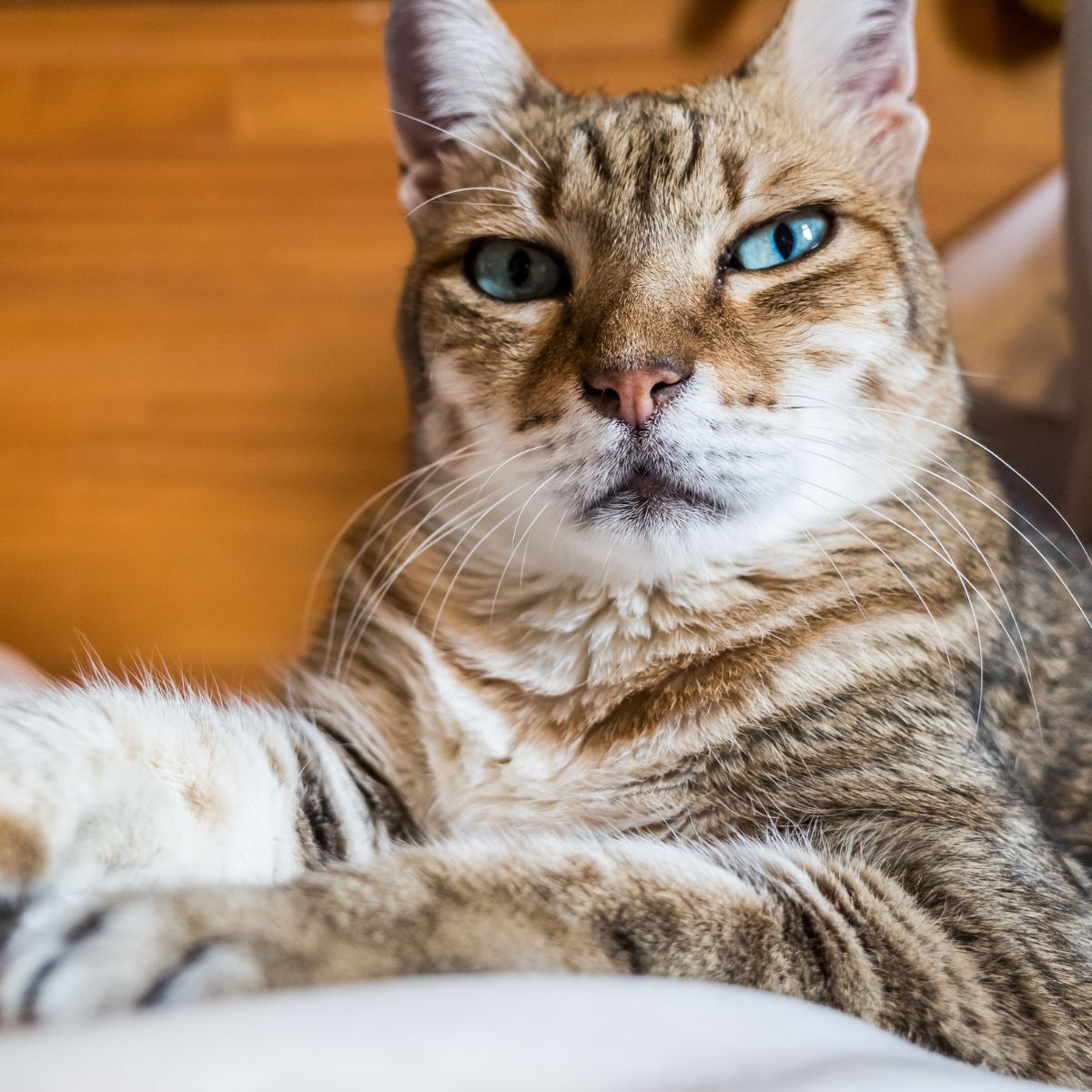 cute cat laying down in front of camera