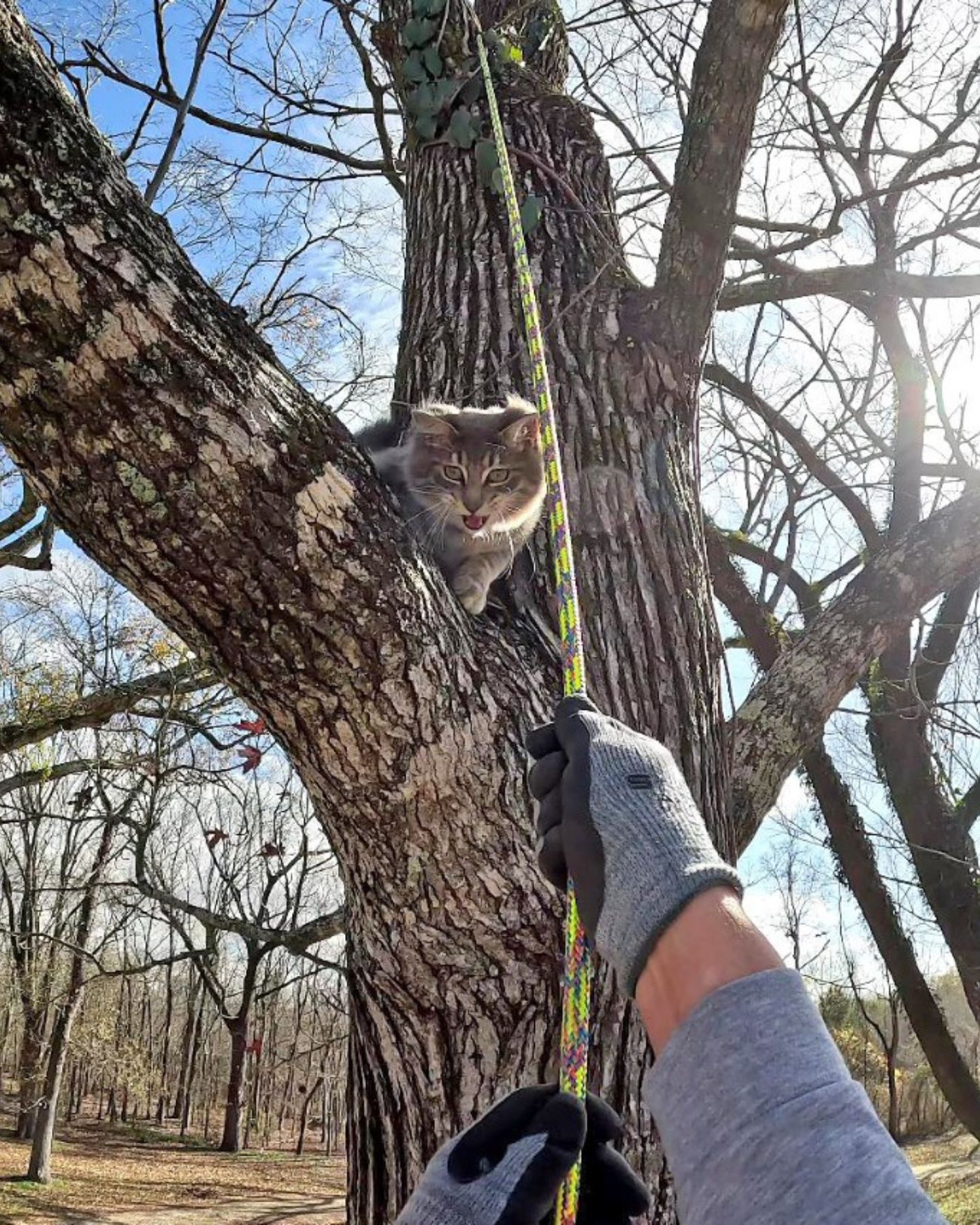 cute cat on a tree