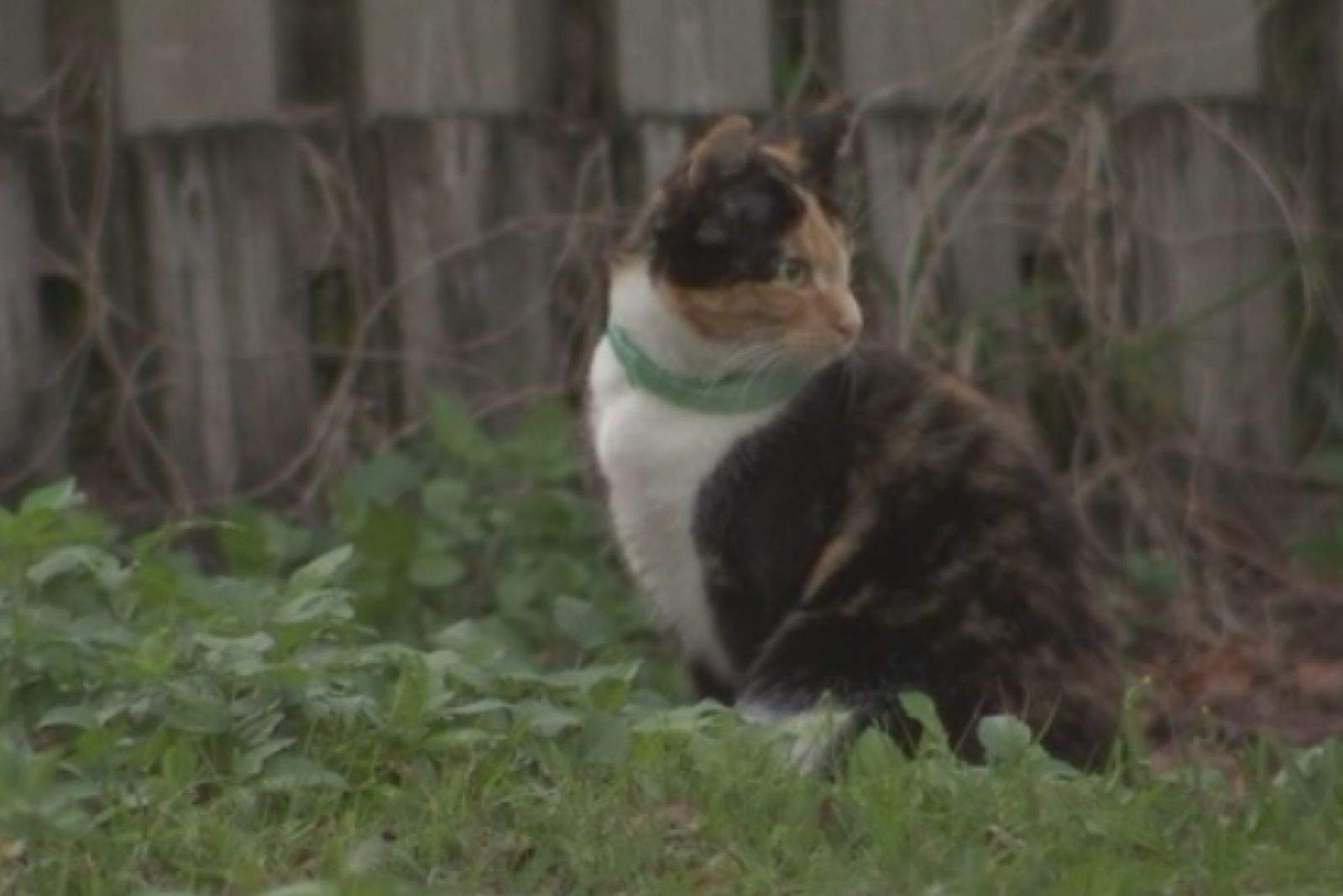 cute cat sitting in a garden