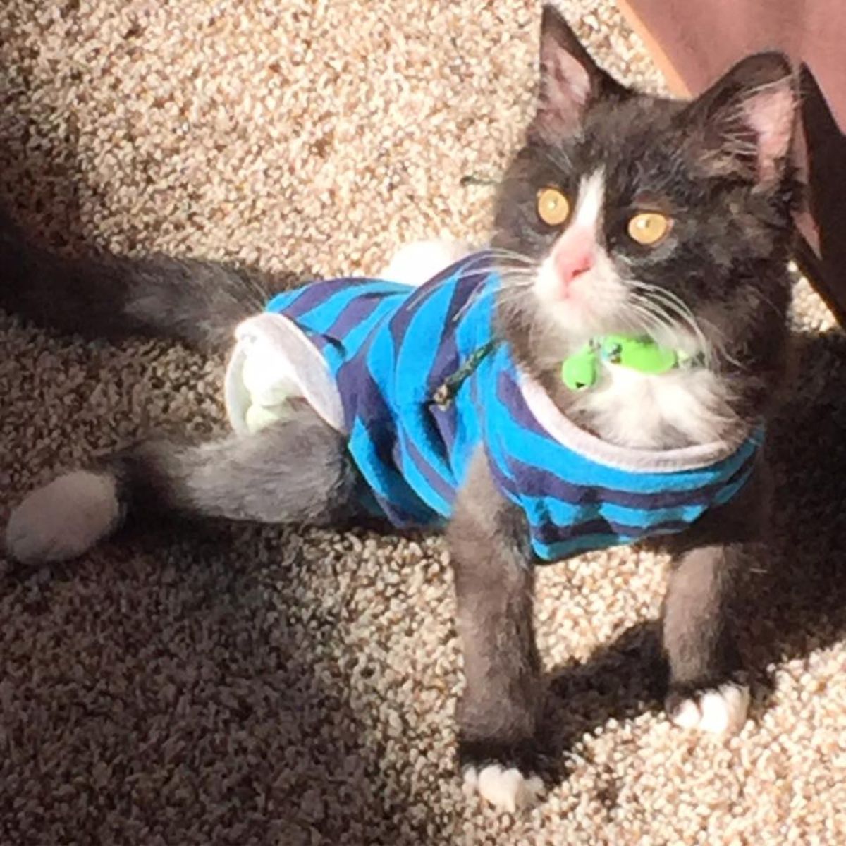 cute cat sunbathing