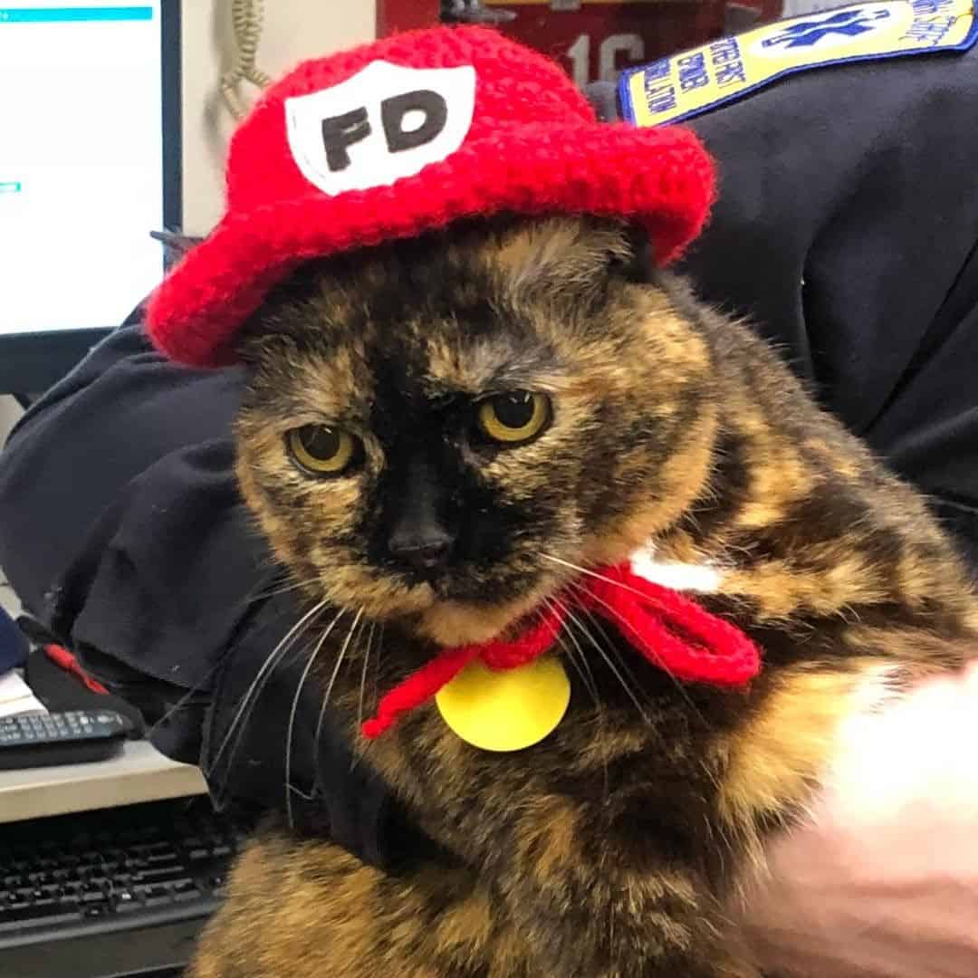 cute cat with a hat in her arms