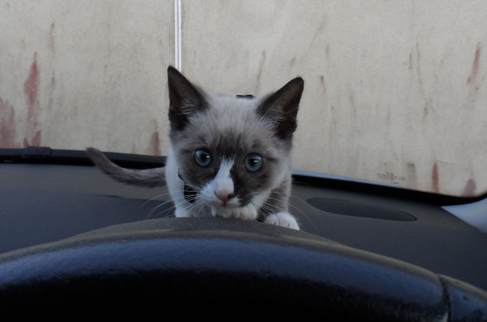 cute cat with blue eyes