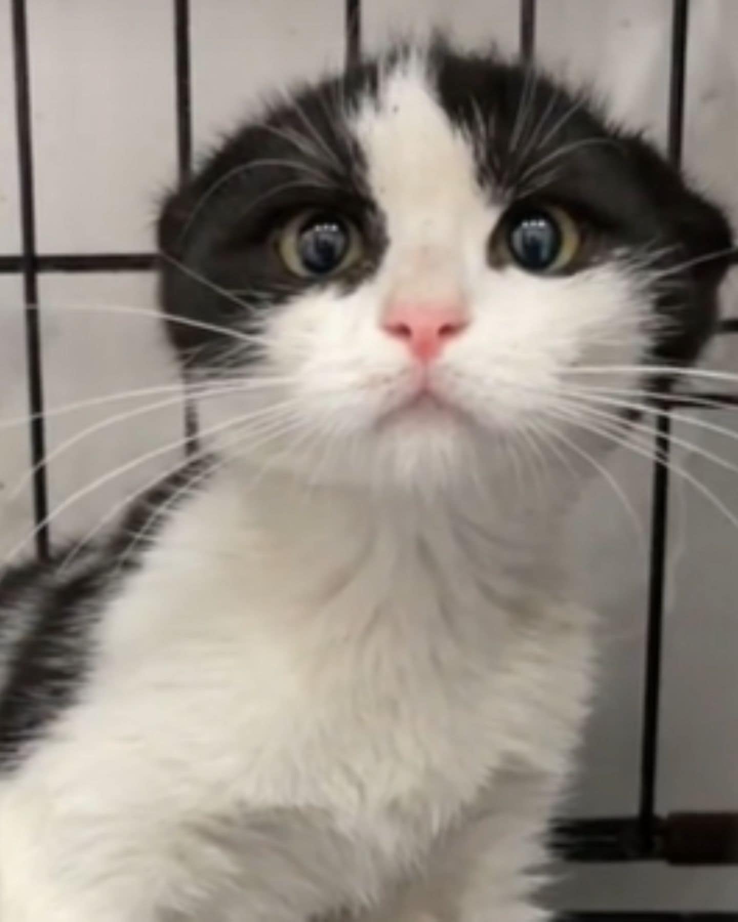 cute cat with white and black fur