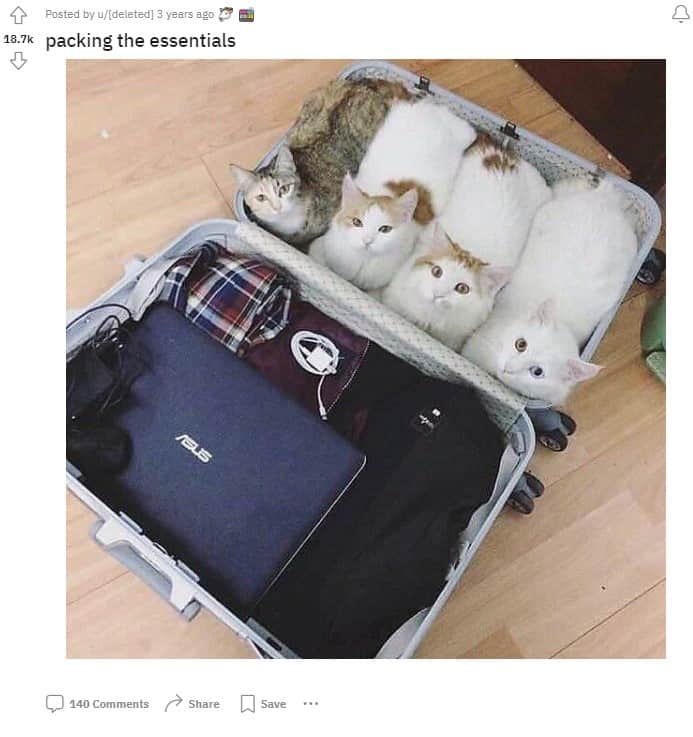 cute cats are sitting in a suitcase