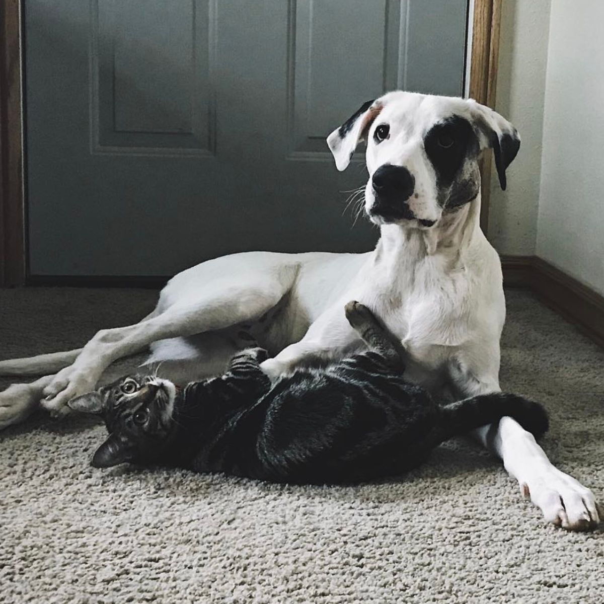 cute dog and cat posing