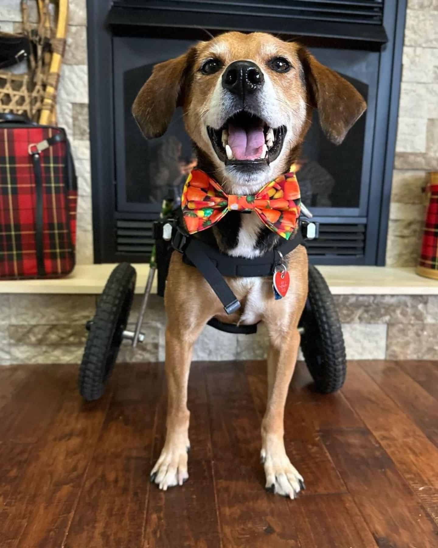 cute dog with wheelchair