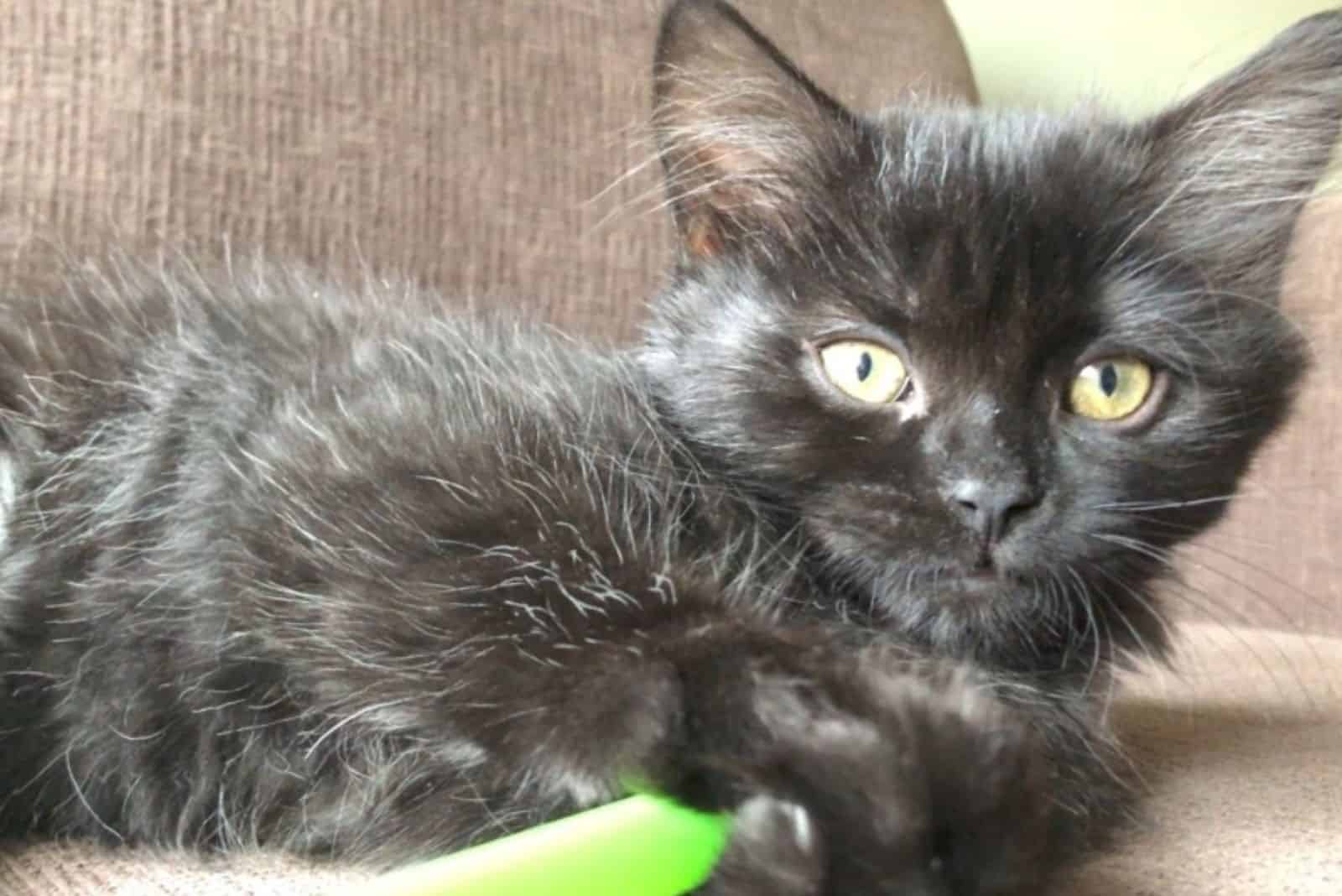 cute fluffy rescued kitten