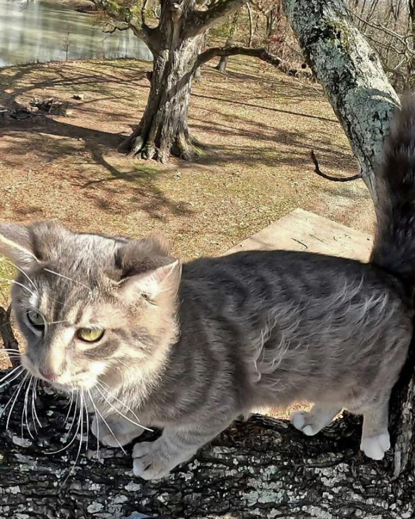 cute gray cat on a tree