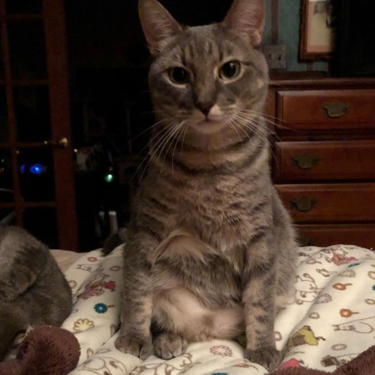 cute gray cat sitting down