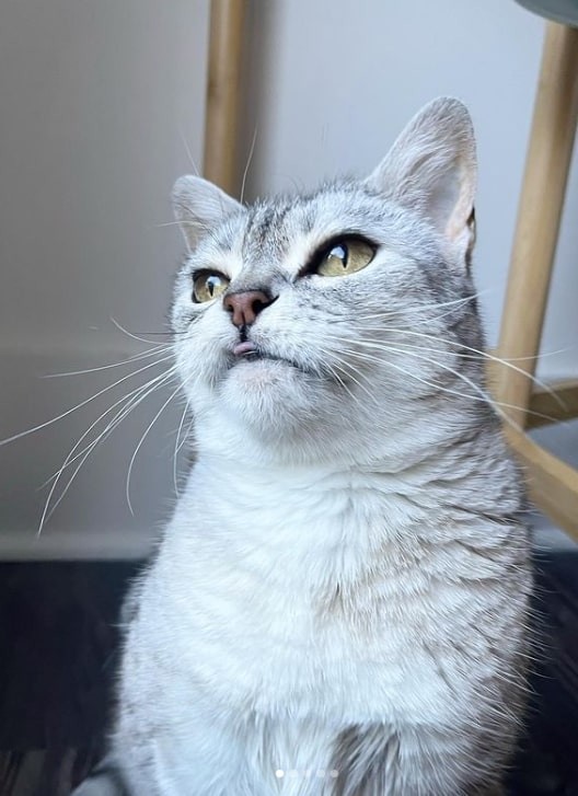 cute gray cat with tongue out