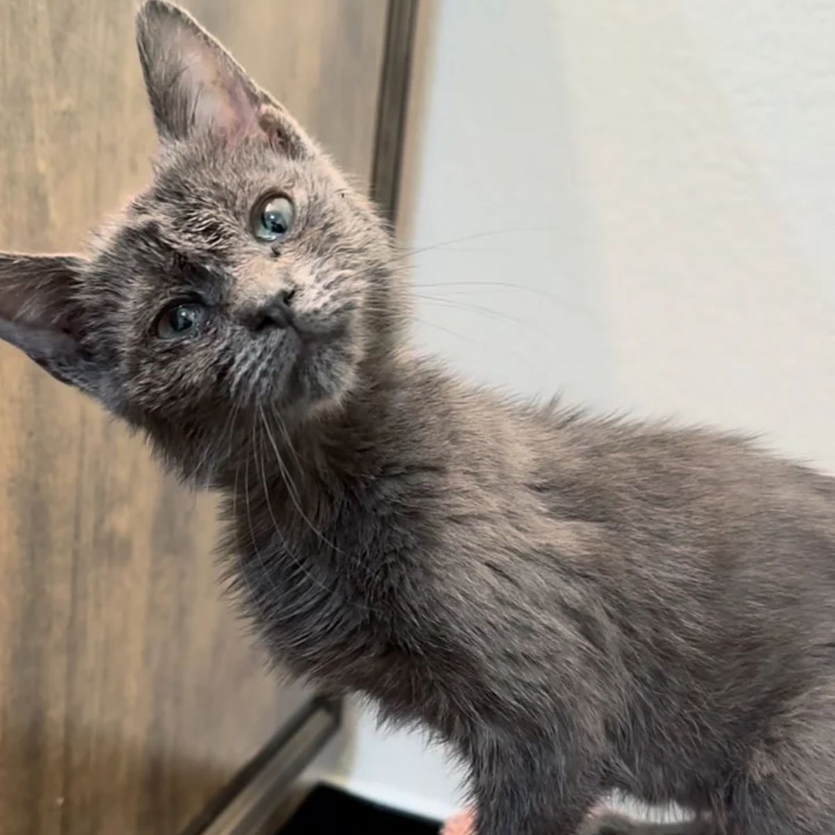 cute gray kitten