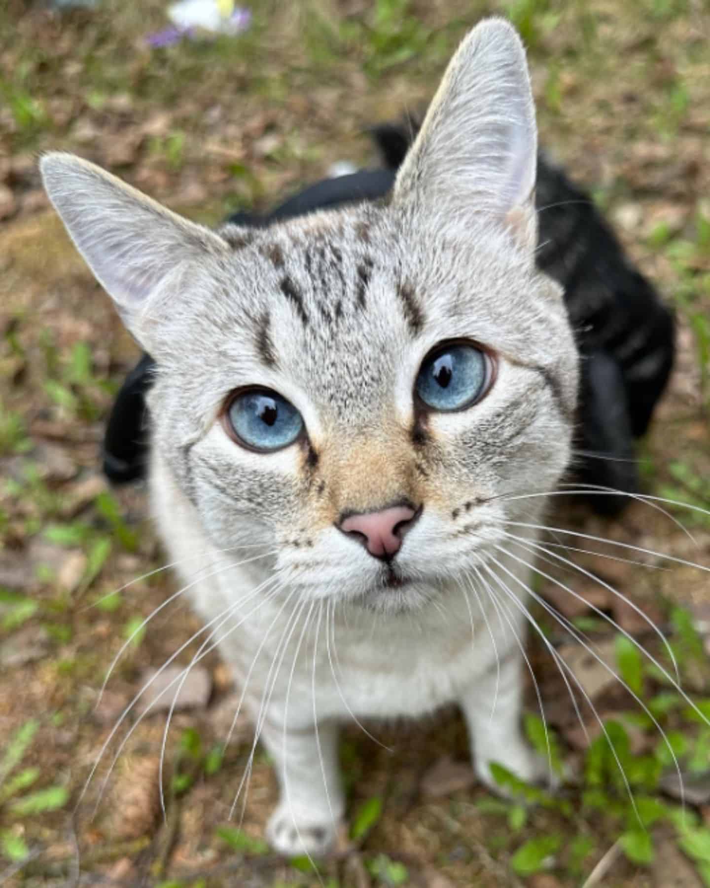 cute grey cat