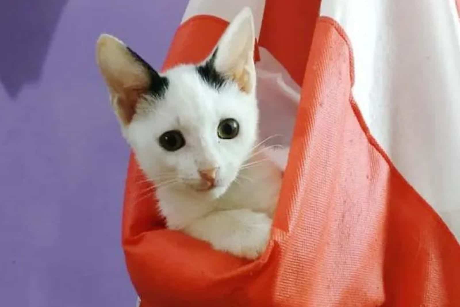 cute kitten in a hanging basket