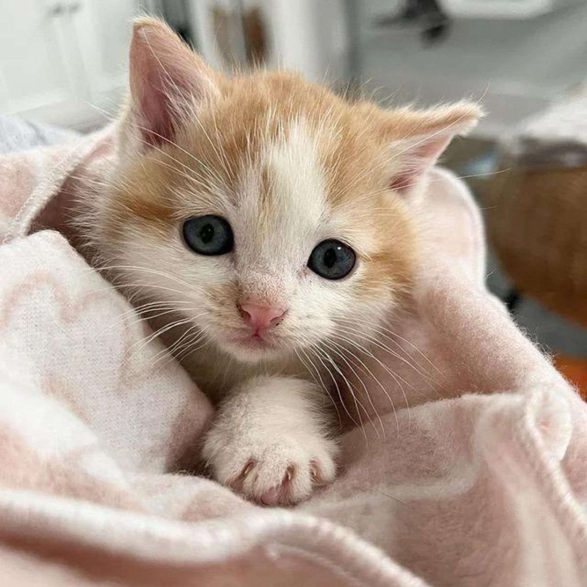 cute kitten in blanket