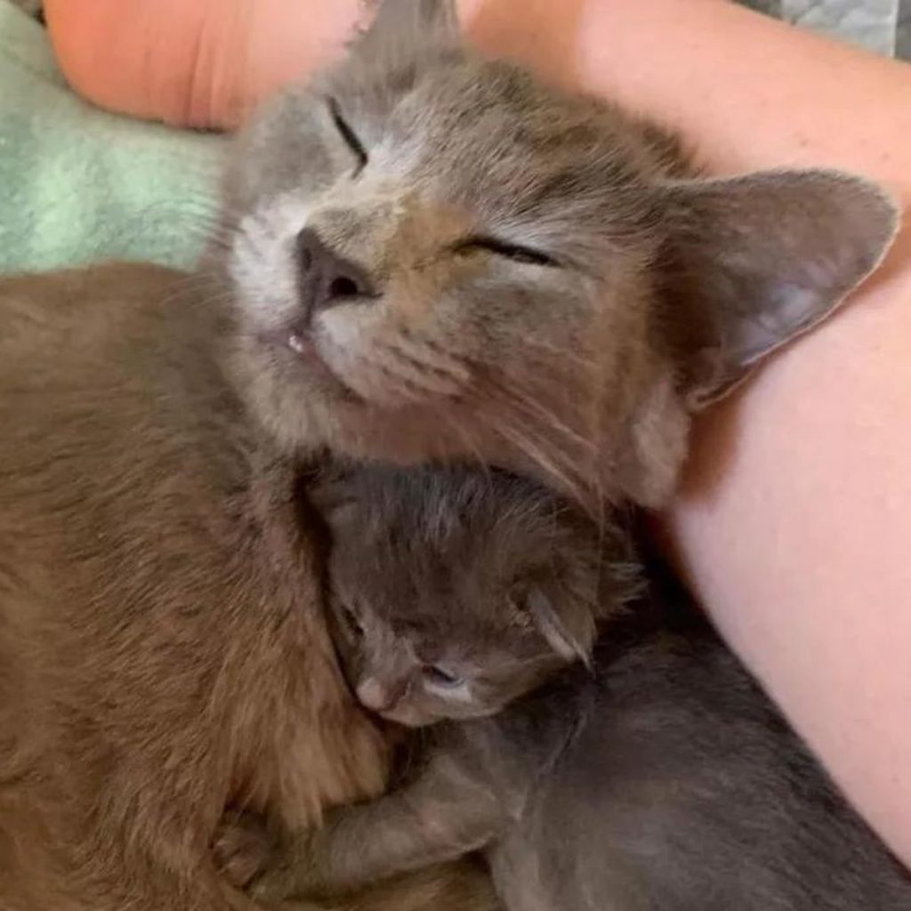 cute kitten in mother's arms